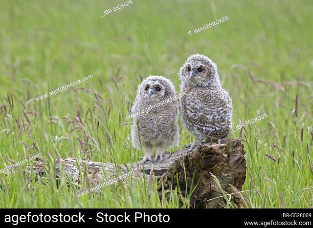 Tawny Owl, tawny owls (Strix aluco), Owls, Animals, Birds, Owls, Tawny Owl two chicks, perched on fallen tree stump, England, june (captive)