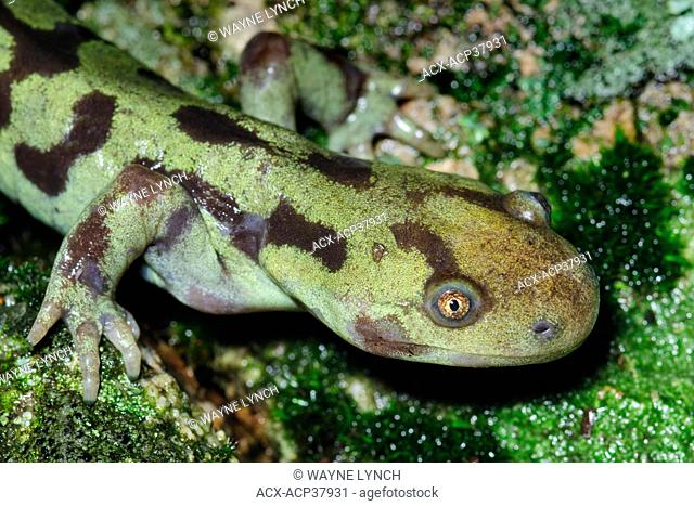 Adult tiger salamander Ambystoma tigrinum, Okanagan Valley, southern British Columbia, Canada