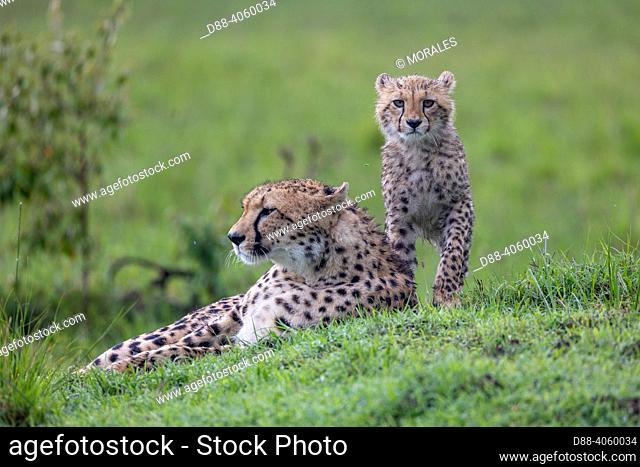 Africa, East Africa, Kenya, Masai Mara National Reserve, National Park, Mother and Young Cheetah (Acinonyx jubatus), in the grass