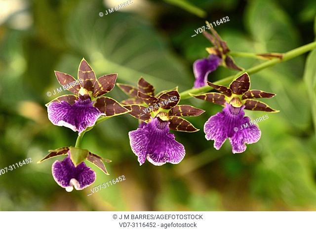 Zygopetalum sp. is a orchids genera native to South America