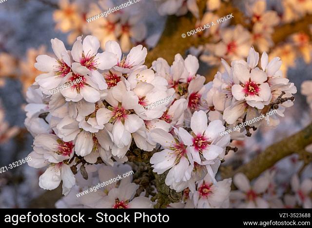 Gorgeous Gathering of Almond Blossoms