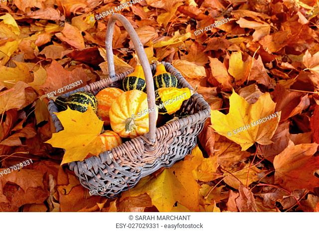 Autumn basket of ornamental pumpkins with yellow leaf on a bed of autumnal foliage