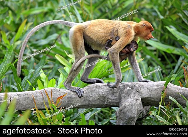 Proboscis monkeys (Nasalis larvatus), female and young, Labuk Bay, Sabah, Borneo, slender monkeys, lateral, Malaysia, Asia