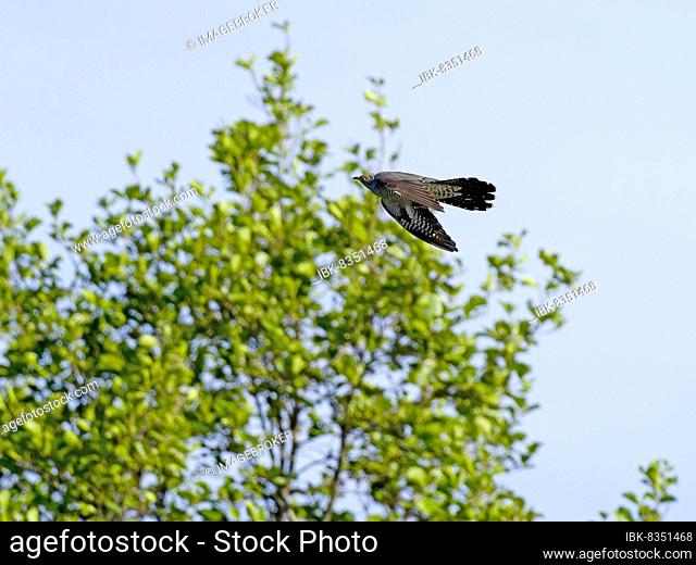 Common cuckoo (Cuculus canorus), flying, Upper Lusatia, Saxony, Germany, Europe