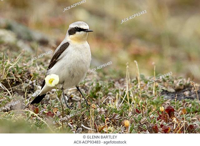 Northern Wheatear (Oenanthe oenanthe) perched on the tundra in Nome, Alaska