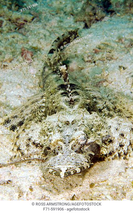 Crocodile Fish (Cymbacephalus beautforti). Kapalai Island, Malaysia. Celebes Sea