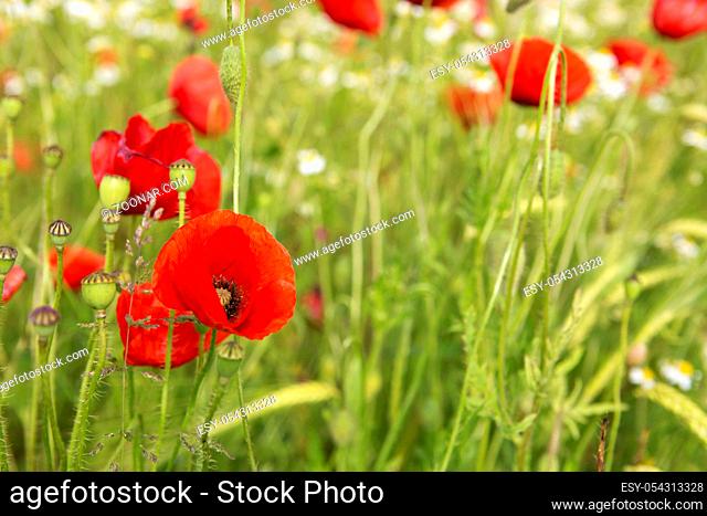 Poppy flowers in rays sun. Field of red poppies in bright evening light