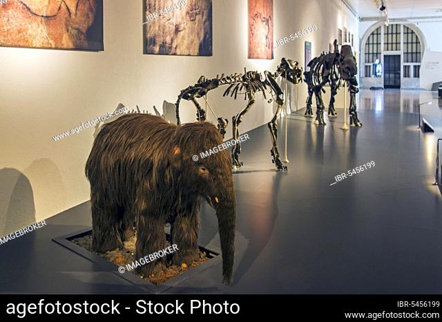 Replica of a woolly mammoth (Mammuthus primigenius) and skeletons of other prehistoric animals in the Cinquantenaire Museum in Brussels, Belgium, Europe