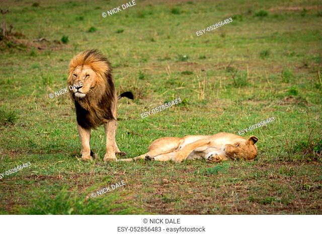 Lion stands over lioness lying on grass