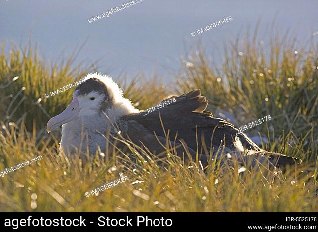 Wandering albatross (Diomedea exulans), juvenile, sitting on nest, Prion Island, South Georgia