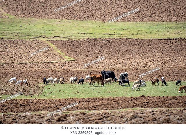 Cattle roam about the fields of a farm, Debre Berhan, Ethiopia