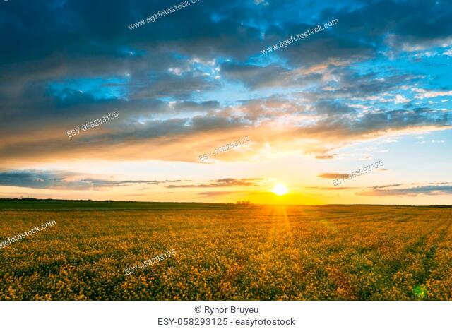 Aerial View. Sunshine At Sunrise Bright Dramatic Sky Above Agricultural Landscape With Flowering Blooming Oilseed Field. Spring Season