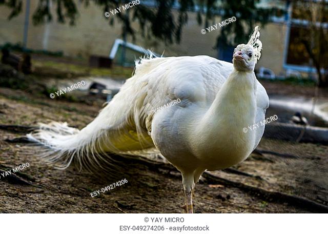 Beautiful white peacock walking in close up, popular color mutation in aviculture, tropical bird from Asia