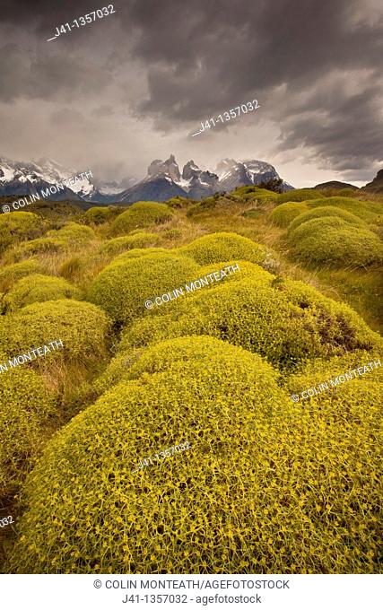 Rainstorm engulfs Cuernos del Paine peaks, thorny 'matabarrosa'  Mulinum spinosum in flower, Parque Nacional Torres del Paine, Patagonia, Chile