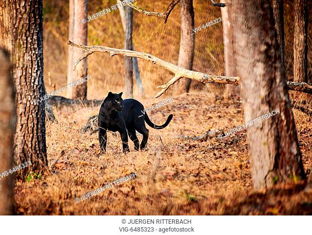 the elusive Black panther, melanistic Indian leopard, (Panthera pardus fusca), Kabini, Nagarhole Tiger Reserve, Hassan, Karnataka, India - Kabini, Karnataka