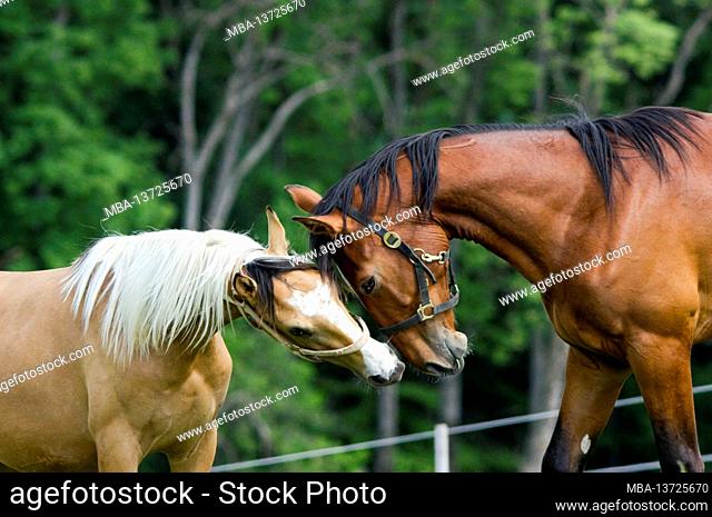 Germany, Baden-Wuerttemberg, St. Johann, Marbach State Stud, horses at the foal farm