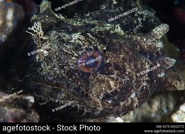 The head and eye of a Red-Striped Toadfish, Tetraodon erythrotaenia, Taliabu Island, Sula Islands, Indonesia