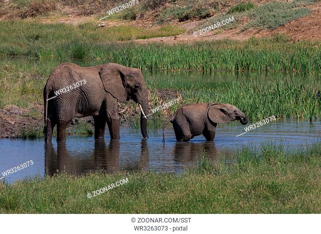 Elefant mit seinem Jungen beim Trinken, imTarangire Nationalpark, Tansania, Ost Afrika. Elephant with his young animal drinking, in the Tarangire National Park