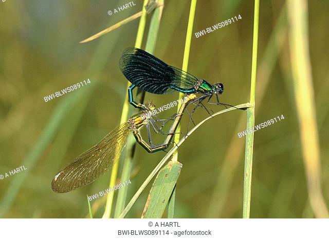 banded blackwings, banded agrion, banded demoiselle Calopteryx splendens, Agrion splendens, mating wheel, Germany, Bavaria, Isental