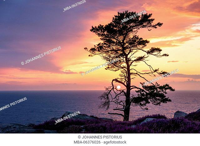 Europe, Denmark, Bornholm, sunset with coastal pine, seen from the steep coast south of Hammershus