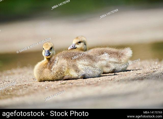 greylag goose (anser anser) chicks, lying, bavaria, germany