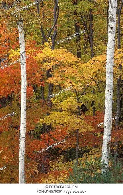 autumn, trees, A forest of colorful maple trees and white birch trees in the fall