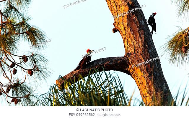 Three juvenile pileated woodpecker birds Dryocopus pileatus on a tree in Naples, Florida