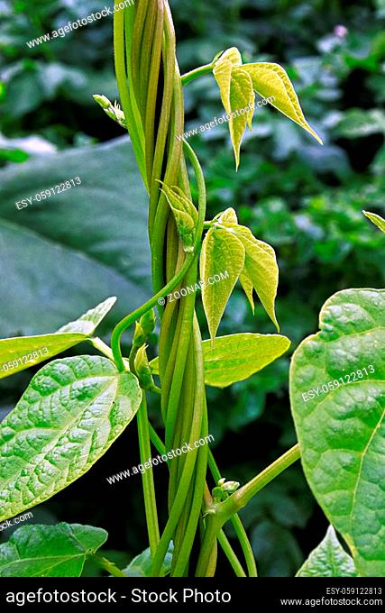 Bean stalks twist and grow upward on a string