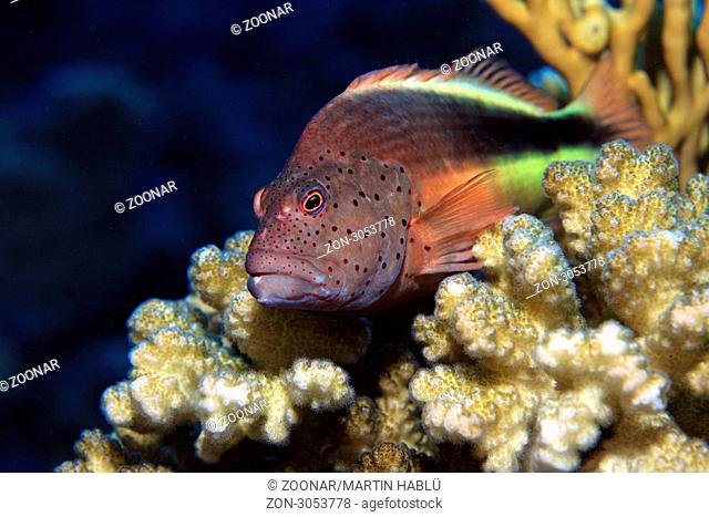 Forsters Büschelbarsch lauert auf einer Koralle, Paracirrhites forsteri, Ägypten, Rotes Meer, Freckled Hawkfish, Aegypt, Red Sea