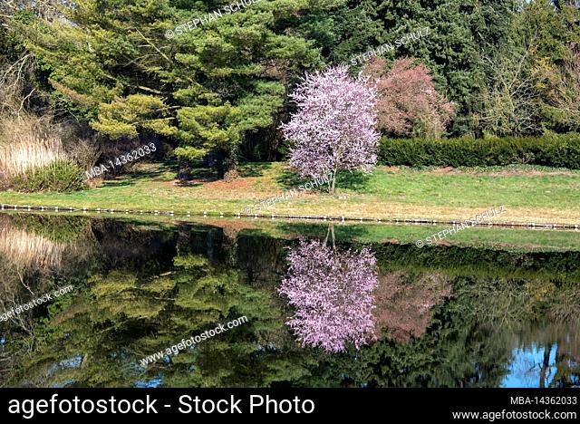 In the Wörlitz Garden Kingdom, a blossoming cherry tree is reflected in a lake