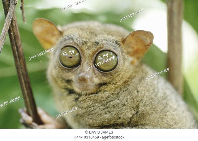 10310469, monkey, eyes, Bohol, bushes, thicket, large, small, smallest monkey of world, Philippines, Asia, around, sit, Tarsi