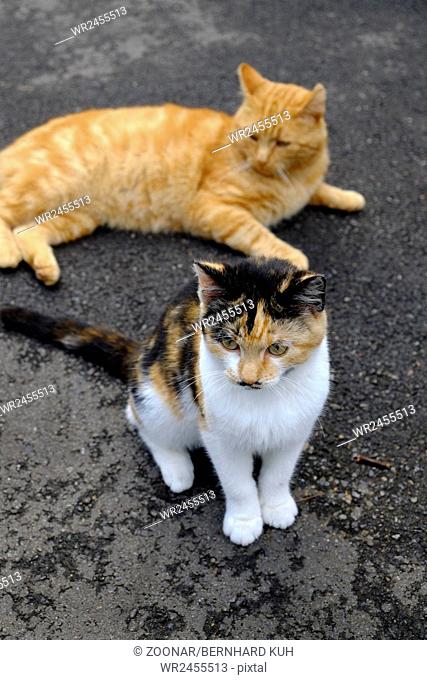 Two cats on the street