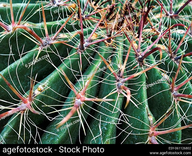 Candy Barrel Cactus (Ferocactus wislizeni)
