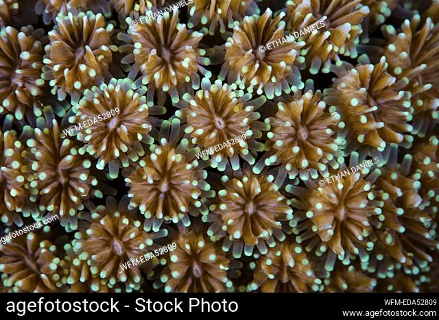Details of Coral Polyps, Galaxea sp., Wakatobi, Celebes, Indonesia