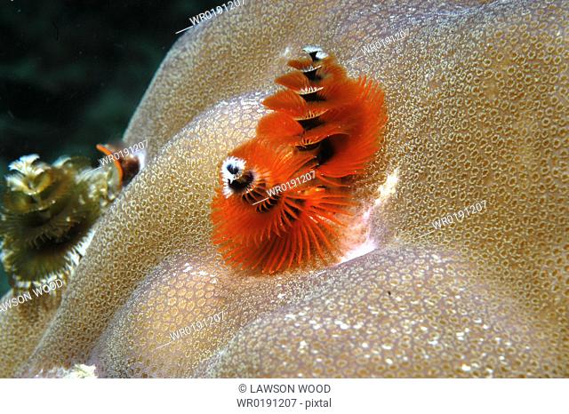 Christmas Tree Worm Spirobranchus giganteus, view of red individual showing spiral formation, Mabul, Borneo, Malaysia, South China Sea