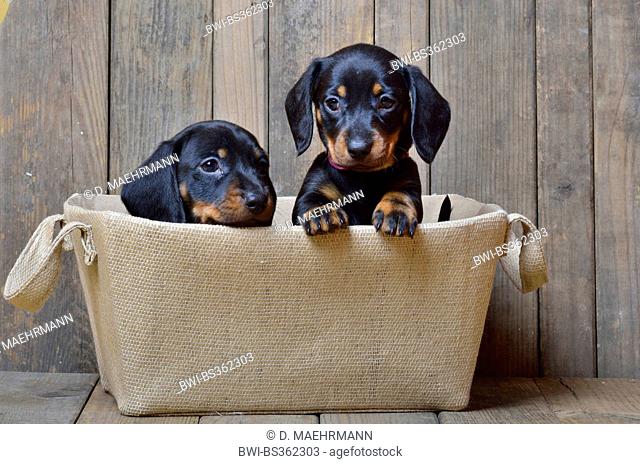 Short-haired Dachshund, Short-haired sausage dog, domestic dog (Canis lupus f. familiaris), two dachshund puppies looking out of a basket, Germany