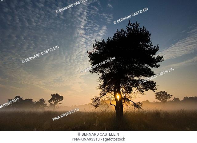 Scots Pine Pinus sylvestris - Wuustwezel, Antwerp, Flanders, Belgium, Europe