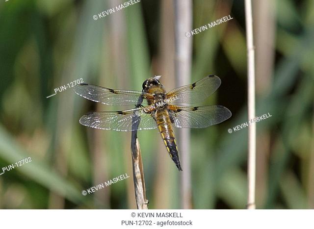 Immature four-spotted chaser Libellula quadrimaculata dragonfly at Wicken Fen, Cambridgeshire, England, United kingdom