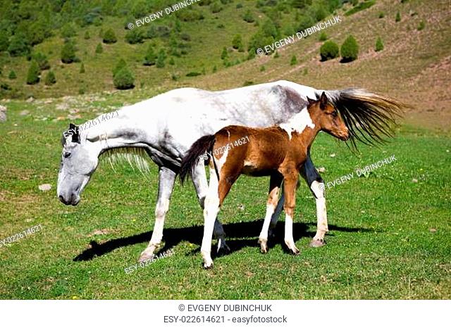 Foal and grey horse