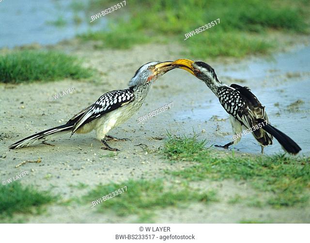 yellow-billed hornbill Tockus flavirostris, feed young animal