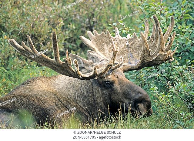 Portraet eines Elchbullen mit Bastgeweih - (Alaska-Elch) / Bull Moose in portrait with velvet antler - (Alaska Moose) / Alces alces - Alces alces (gigas)