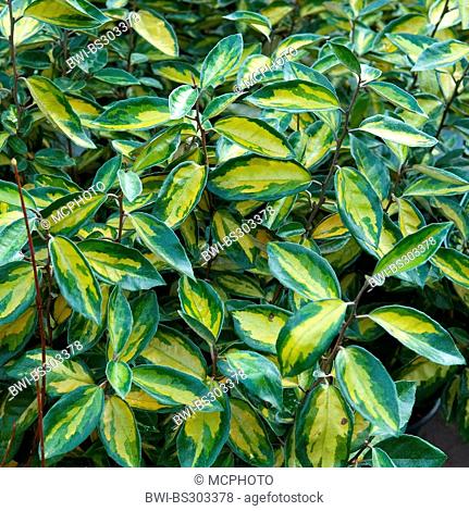 Ebbinge's Silverberry (Elaeagnus ebbingei 'Limelight', Elaeagnus ebbingei Limelight, Elaeagnus x ebbingei), culltivar Limelight, leaves