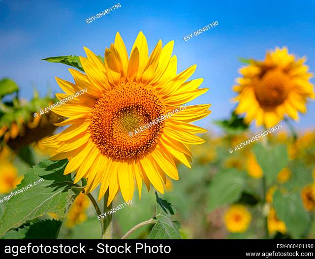 Sunflower on a farm at the field colored