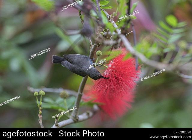 Seychelles Sunbird, Mahe (Cinnyris dussumieri), Seychelles, Africa