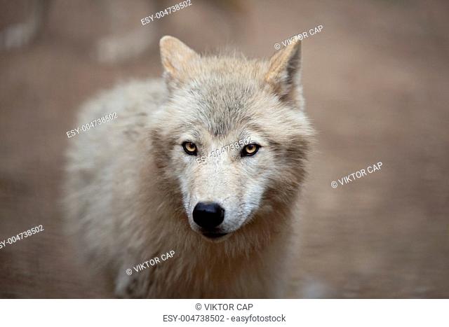 Arctic Wolf Canis lupus arctos aka Polar Wolf or White Wolf -