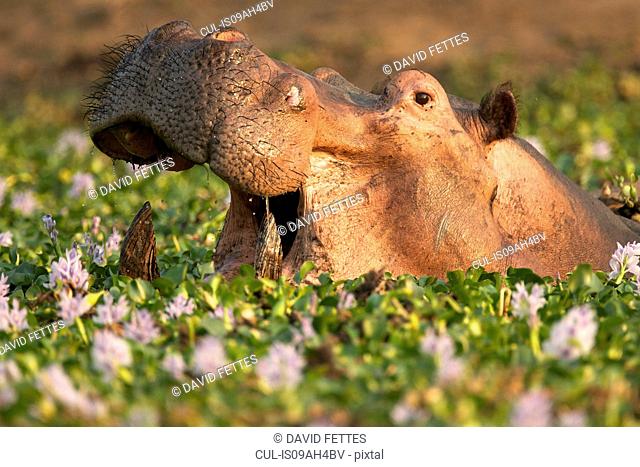 Hippopotamus / Hippo - Hippopotamus amphibius - in a waterhole filled with river hyacinths in flower, Mana Pools National Park, Zimbabwe, Africa