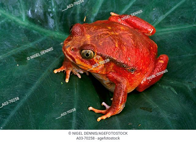 Tomato Frog (Dyscophus antongilii). Madagascar