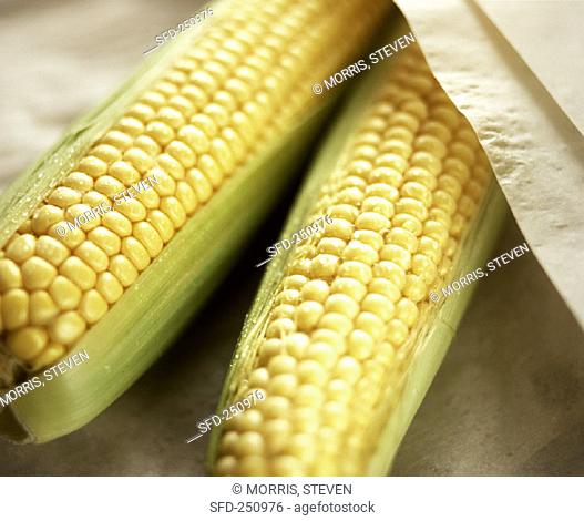 Two Ears of Corn with Husks Partially Removed