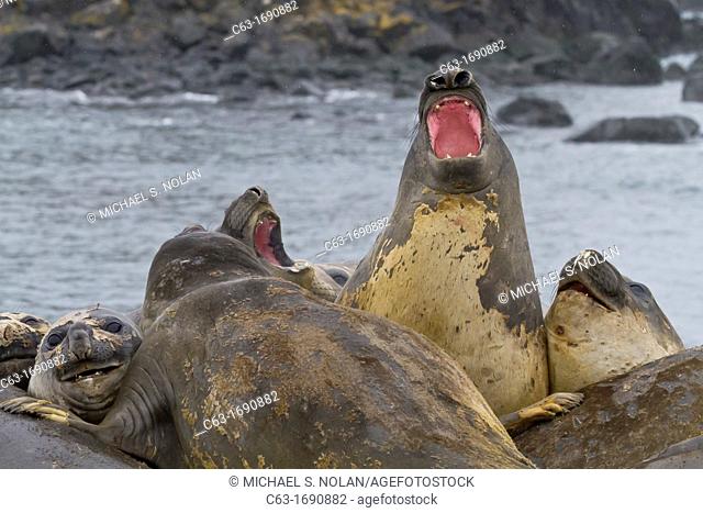 Southern elephant seals Mirounga leonina hauled out for their annual catastrophic molt on the beach at Snow Island, Antarctica