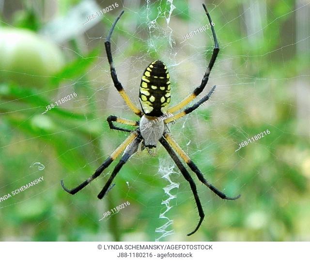 Black and yellow garden spider, Argiope aurantia in tomato garden